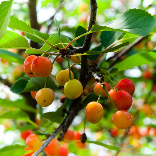 Ripening Cherries, Washington County, Maryland, June 11, 2015.